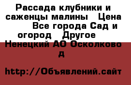 Рассада клубники и саженцы малины › Цена ­ 10 - Все города Сад и огород » Другое   . Ненецкий АО,Осколково д.